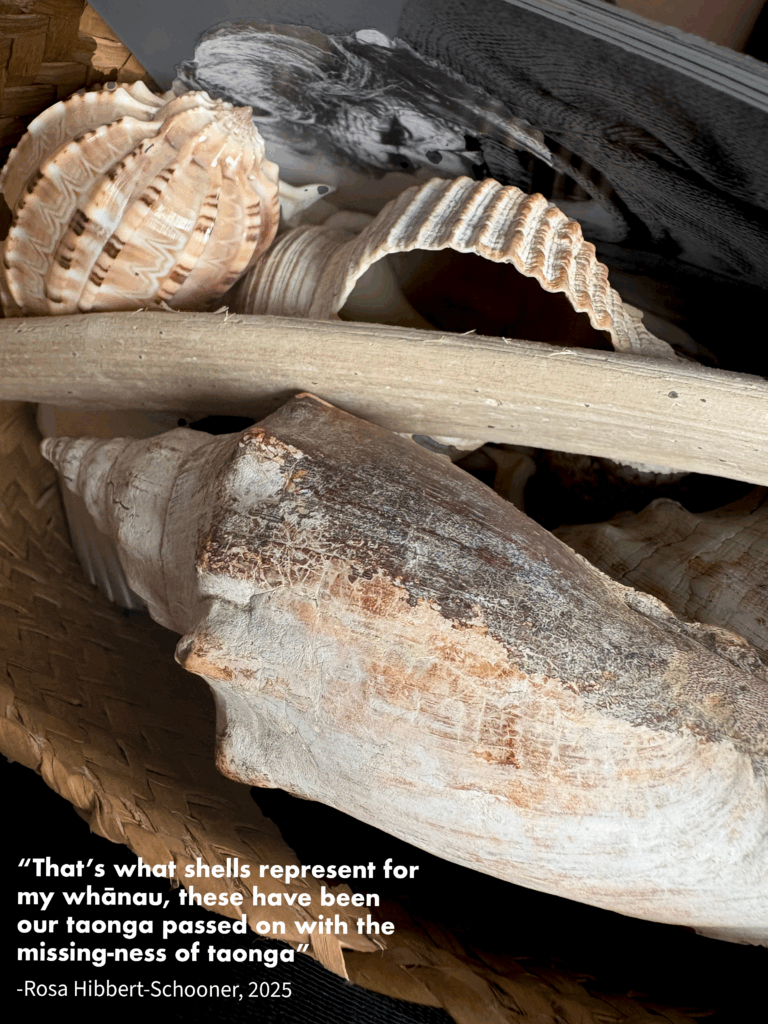 Rosa Shells